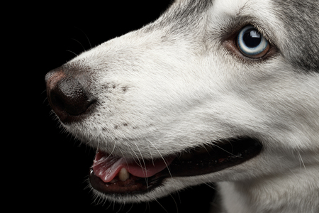 Close-up Portrait of Siberian Husky Dog with Blue eyes on Isolated Black Background, Profile viewの写真素材