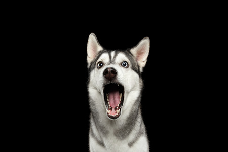Portrait of Amazement Siberian Husky Dog opened mouth surprised on Isolated Black Background, front...