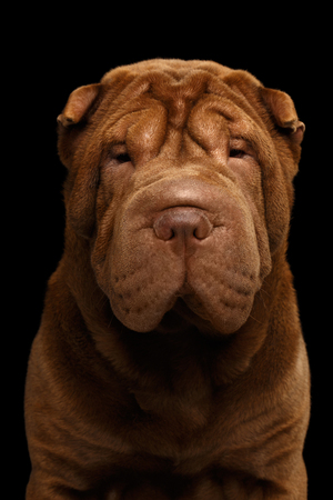Portrait of Sharpei Dog Looking in camera on Isolated Black Background, Front viewの写真素材