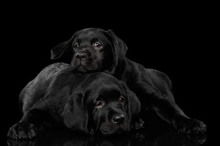 Two gorgeous labrador Retriever puppies lying isolated on black background, front viewの写真素材