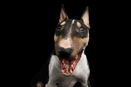 Portrait of Funny Bull Terrier Dog Screaming on isolated Black background, front viewの写真素材