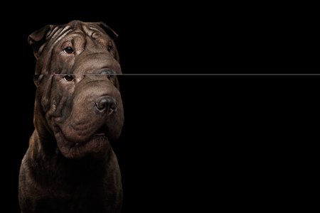 Close-up Portrait of Sharpei Dog, on Isolated Black Background, Front viewの写真素材