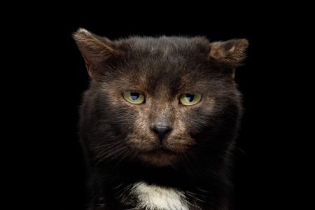 Portrait of unusual tranquility brown cat look like bear on isolated black background, front view with bite earの写真素材