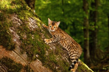 Bengal Cat climbs on tree, Nature green backgroundの写真素材
