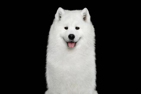 Portrait of Samoyed Dog isolated on Black background, front viewの写真素材