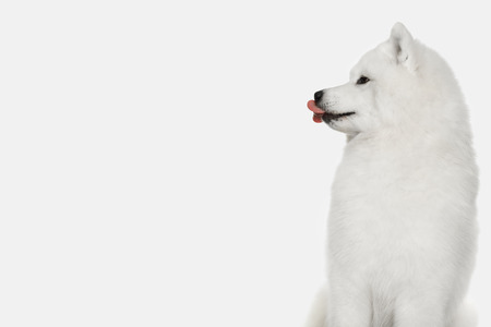 Portrait of Funny Samoyed Dog looking at side and lick isolated on White background, profile viewの写真素材