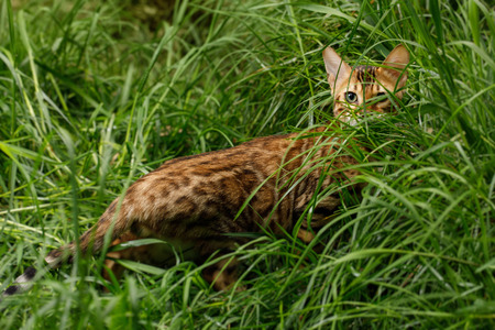 Bengal Cat Hunting outdoor, in grass on Nature green background