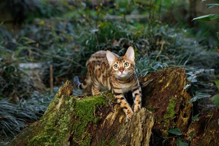 Bengal Cat Hunting in forest, Nature green backgroundの写真素材