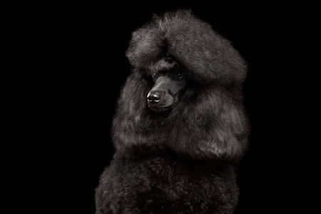 Close-up Portrait of Royal Poodle Dog with hairstyle Isolated on Black Backgroundの写真素材