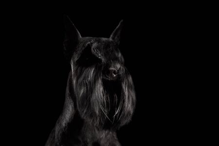 Portrait of Miniature Schnauzer Dog on Isolated Black Background, Profile view with Groomed fur on...
