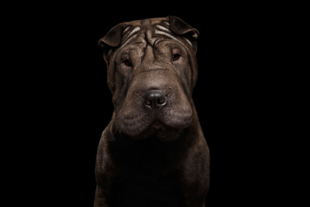 Close-up Portrait of Wrinkled Sharpei Dog Curious Looking in camera on Isolated Black Background, Front viewの写真素材