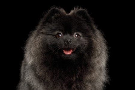 Close-up Portrait of Happy Pomeranian Spitz Dog on Isolated Black Background, front viewの写真素材