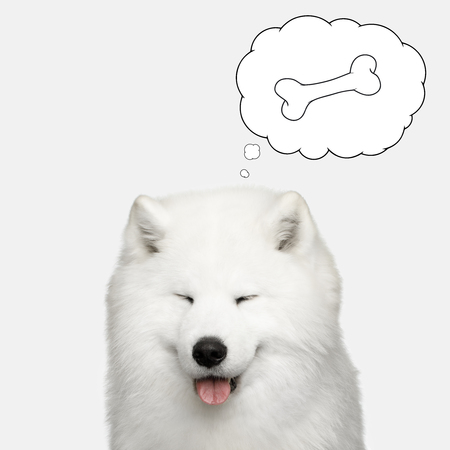 Portrait of Samoyed Dog with closed eyes thinking of bone on Isolated White Background, front viewの写真素材