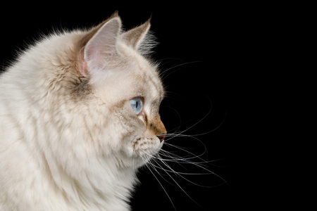 Portrait of Neva Masquerade Cat with Blue Eyes in Profile view Isolated on Black Backgroundの写真素材
