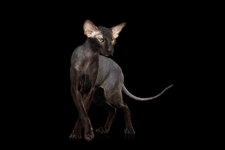 Peterbald Sphynx Cat Posing on Isolated Black backgroundの写真素材