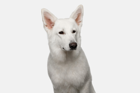Portrait of Swiss Shepherd Dog Looks Serious on White background, front viewの写真素材