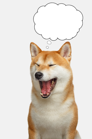 Portrait of Shiba inu Dog with closed eyes thinking in cloud on Isolated White Background, Front viewの写真素材
