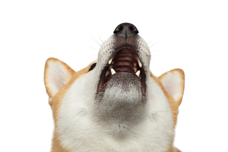 Howling Shiba inu Dog on Isolated White Background, Front viewの写真素材