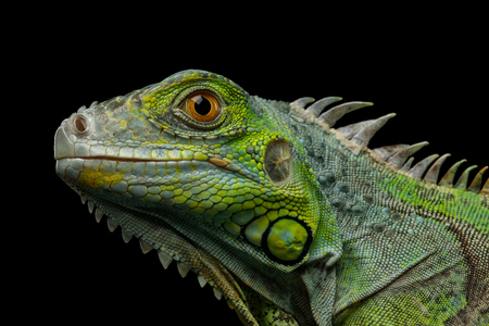 Close-up Head of Reptile, Young Green Iguana isolated on black backgroundの写真素材