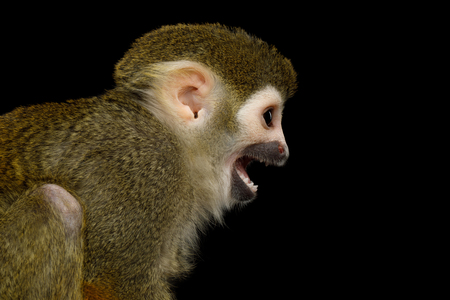 Close up Portrait of Squirrel Monkey or Saimiri Isolated on Black Backgroundの写真素材