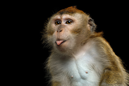 Close-up Portrait of Funny Long-tailed macaque or Crab-eating Monkey ape, showing tongue on Isolated Black Backgroundの写真素材