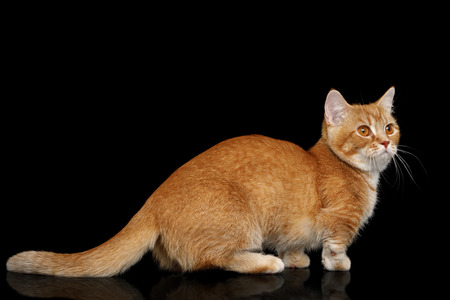 Red Munchkin Cat Standing on Isolated Black background, side viewの写真素材