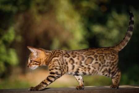 Bengal Cat with gold fur walk on plank outdoor, side viewの写真素材