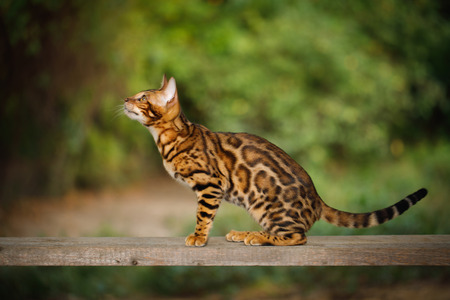 Bengal Cat with gold fur walk on plank outdoor, side viewの写真素材