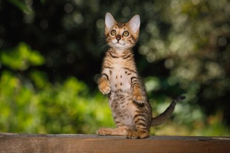 Bengal Kitten with gold fur rearing up on plank outdoor, front viewの写真素材