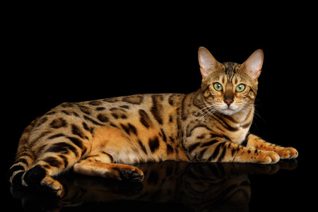 Gold Bengal Cat Lying on isolated Black Background