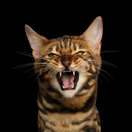 Portrait of Angry Bengal Cat Meowing on isolated Black Background, front viewの写真素材