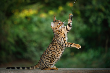 Playful Gold Bengal Cat Walk on plank outdoor, side view, nature green background