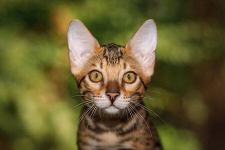Portrait of Gold Bengal Kitten, front view, nature green backgroundの写真素材