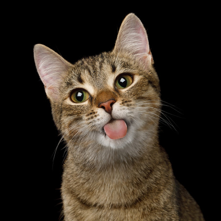 Portrait of Domestic Cat, Licked screen on isolated Black Background, front viewの写真素材