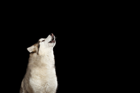 Portrait of Howl Alaskan Malamute Dog, isolated on Black Background, side viewの写真素材