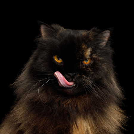 Portrait of Angry Persian Cat, Red with Brown Fur, Gazing and Lick on Isolated Black Backgroundの写真素材