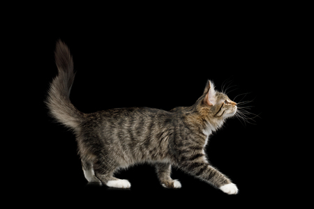 Tabby Kitten Walking with Interest looking up on Isolated Black Background, side viewの写真素材