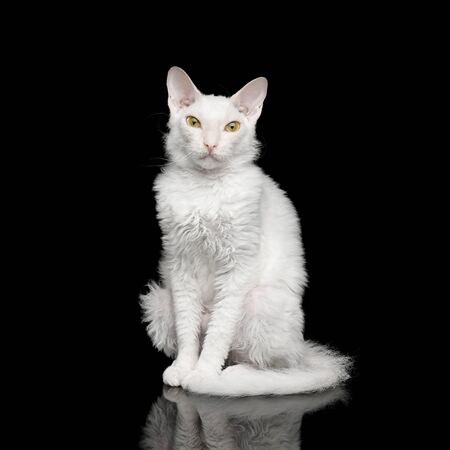 Furry White Sphynx Cat Sitting and Looking in camera Isolated on Black Background