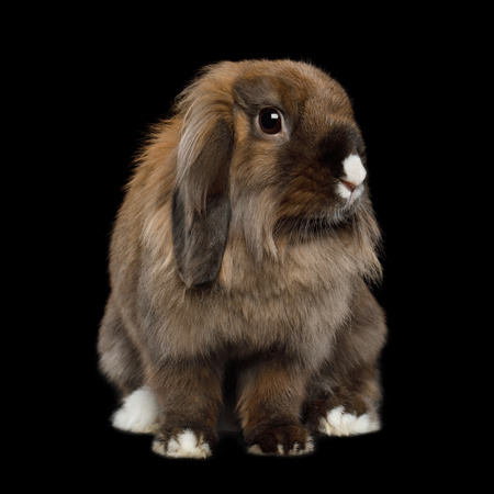 Close-up Brown Rabbit with white nose on Isolated Black Backgroundの写真素材