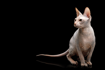 Cute Sphynx Cat Sitting, looking at side, Isolated on Black Background, front viewの写真素材