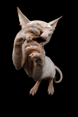 Funny Sphynx Cat Sitting and Raising up paws like hugging, Isolated on Black Background, top viewの写真素材
