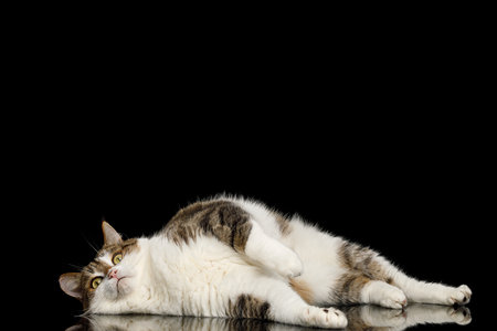 Lazy Cat Lying on Isolated Black Background with reflectionの写真素材