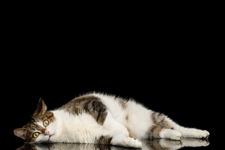 Lazy Cat Lying on Isolated Black Background with reflectionの写真素材