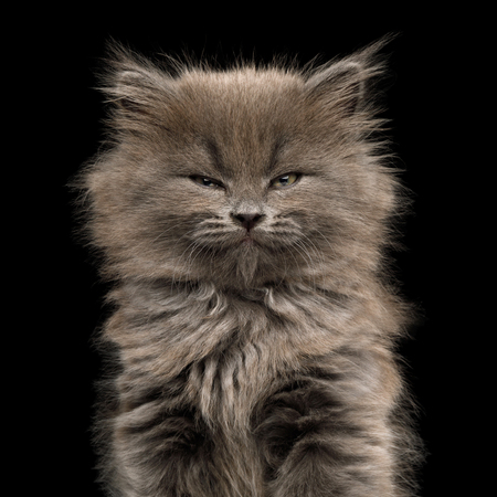 Portrait of Gray Kitten, with enjoyment face on Isolated Black Backgroundの写真素材