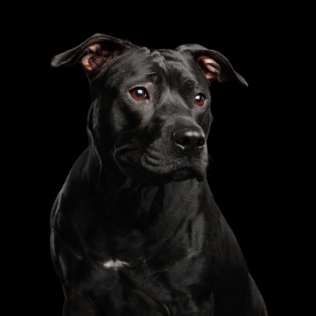 Adorable Portrait of Pitbull Dog Isolated on Black Background, front viewの写真素材