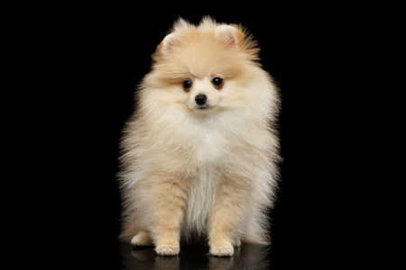 Cute miniature Pomeranian Spitz Dog Sitting on black isolated background, front viewの写真素材