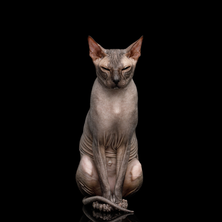 Sphynx Cat with Beautiful eyes Sitting and Gazing Isolated on Black Background, front viewの写真素材