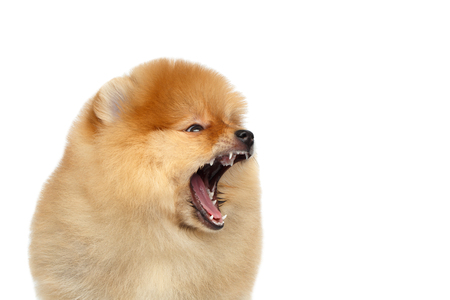 Portrait of Yawn miniature Pomeranian Spitz puppy on Isolated white background, profile viewの写真素材