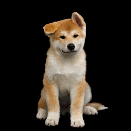 Cute Akita Inu Puppy Sitting with funny ears on Isolated Black Background, front viewの写真素材