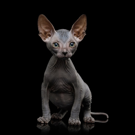 Sphynx Kitten Sitting and Curious Looks Isolated on Black Background, front viewの写真素材